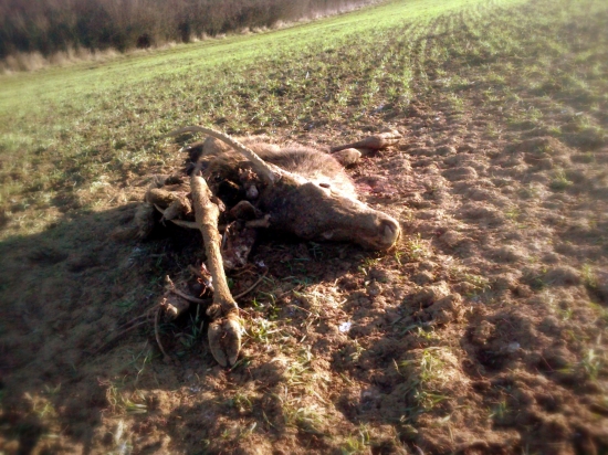 Smutný koniec chovnáčika