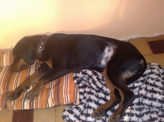 I tohle ke psům bohužel patří