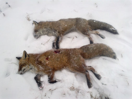 Za päť minút dva líšky