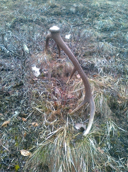 pašak takto ma čakal