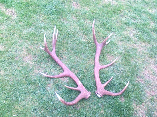 nepravydelný 14torák pašák