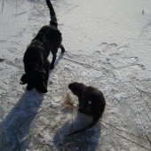 Andy vs Nutria
