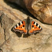 Babočka