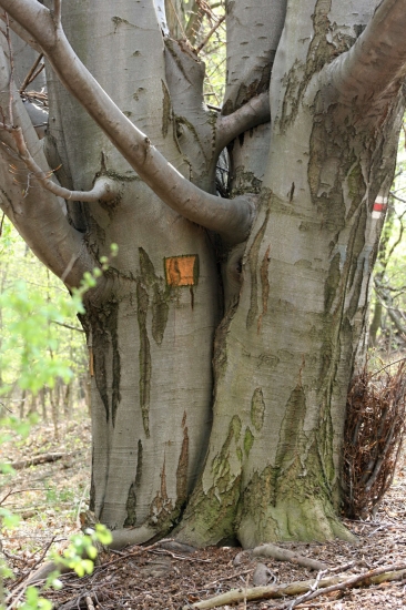 Spolu