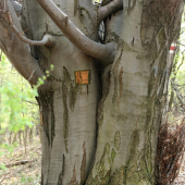 Spolu