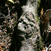 Kořen
