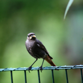 Nerušit ! Letím krmit.