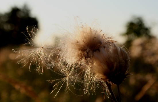 V podvečerním slůnci
