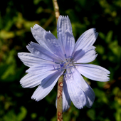 Chrpa polní