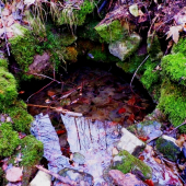 Studánka