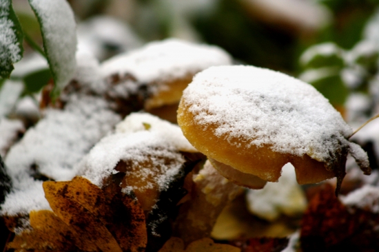 Dnešní zimnní nadílka