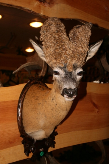 Chovatelská přehlídka trofejí Myjava