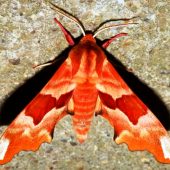 Lyšaj