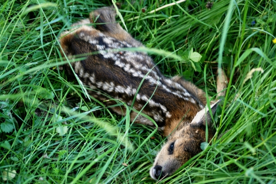 Dnešní smutný nález