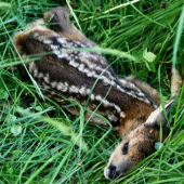 Dnešní smutný nález