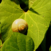 šneček