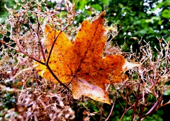 Podzimní vzpomínka