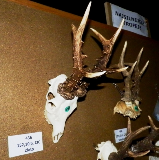 Výstava trofejí Senica