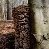 Houbový mrakodrap