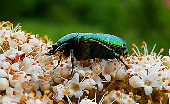 Zlatohlávek zlatý (Cetonia aurata)