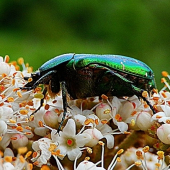 Zlatohlávek zlatý (Cetonia aurata)