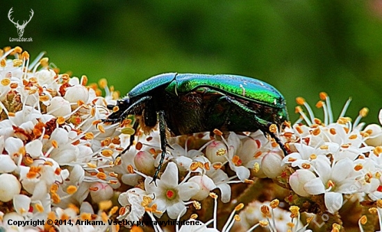 Zlatohlávek zlatý (Cetonia aurata)