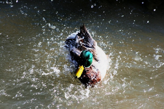 Kačer