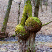 Raritka