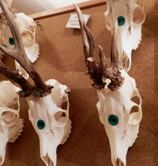 Chovatelská přehlídka trofejí Myjava