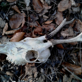 Úhyn nebo nedohledaný ?