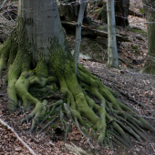 Kořeny