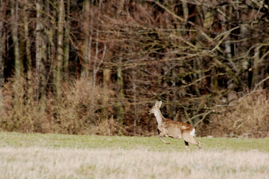 Srna