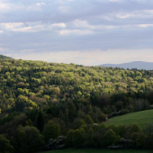 Jarní les
