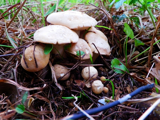 Letošní první májovky