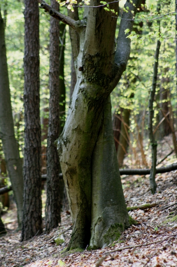 Objetí