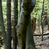 Objetí