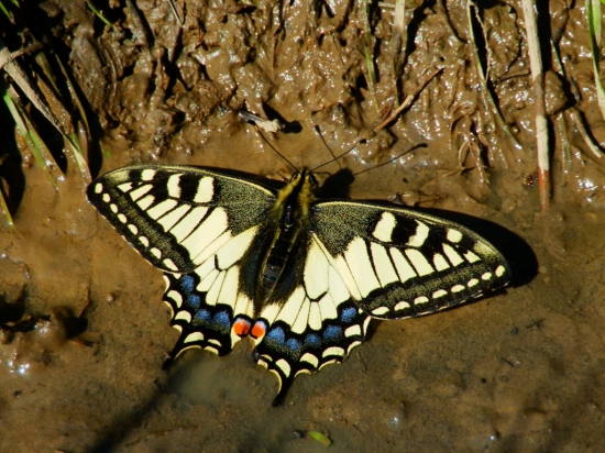 Vidlochvost feniklový