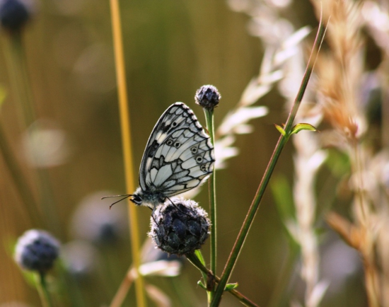 Očkáň timotejkový (Melanargia galathea)
