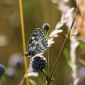 Očkáň timotejkový (Melanargia galathea)