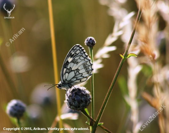 Očkáň timotejkový (Melanargia galathea)