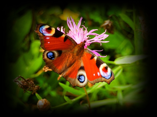 Babočka paví oko