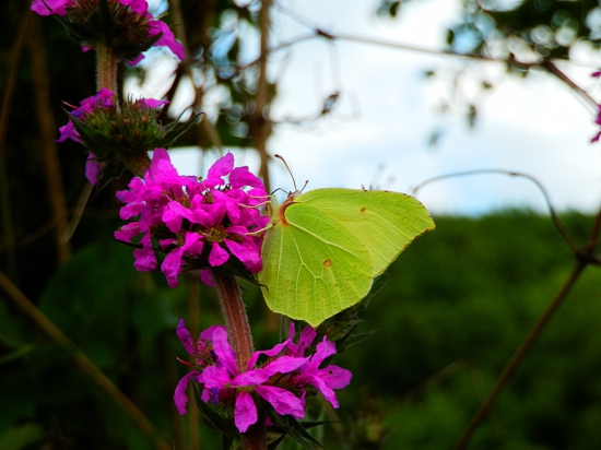 Žltáčik rešetliakový (Gonepteryx rhamni)