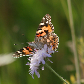 Babočka bodláková (Vanessa cardui)