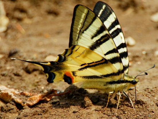 Vidlochvost ovocný (Iphiclides podalirius)