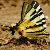 Vidlochvost ovocný (Iphiclides podalirius)