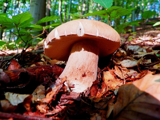 Konečně už rostou.  :)