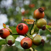 Podzim se už blíží