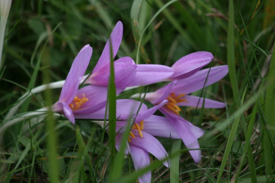 Na hraničních loukách.