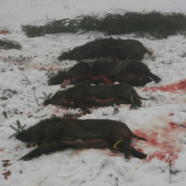 Momentka z honu PZ Jablonka - Polianka.