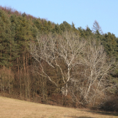 Krása stromu.